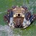 Common Bird-dropping Spider - Photo (c) Simon Grove, some rights reserved (CC BY-NC), uploaded by Simon Grove