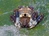 Common Bird-dropping Spider - Photo (c) Simon Grove, some rights reserved (CC BY-NC), uploaded by Simon Grove