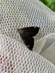 Pyrausta niveicilialis