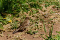 Passer domesticus