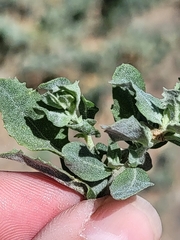 Atriplex serenana