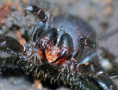 Hadronyche venenata