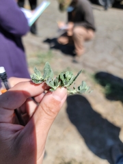 Atriplex serenana