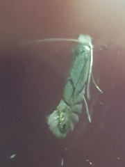Phyllonorycter heegeriella