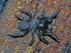 Hadronyche venenata