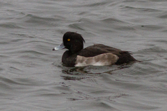 Aythya fuligula