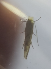 Phyllonorycter heegeriella