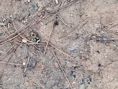 Dasymutilla arachnoides