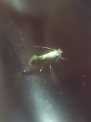 Phyllonorycter heegeriella