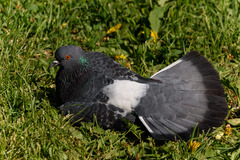 Columba livia