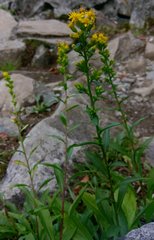 Solidago roanensis