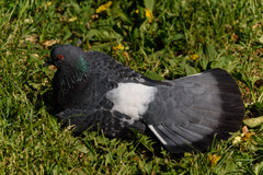 Columba livia