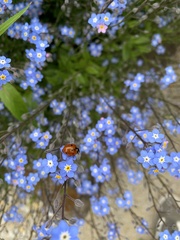 Coccinella septempunctata