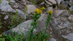 Solidago roanensis