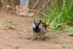 Passer domesticus