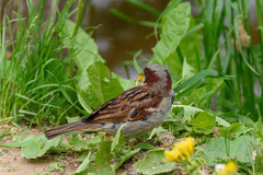 Passer domesticus