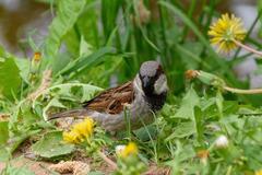 Passer domesticus