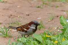 Passer domesticus