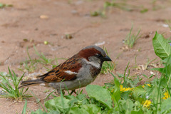 Passer domesticus