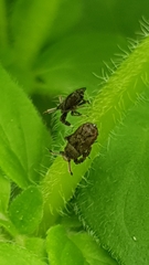 Asiraca clavicornis