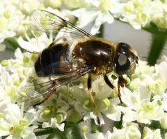 Eristalis rupium