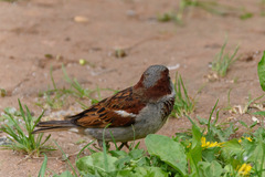 Passer domesticus