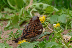 Passer domesticus