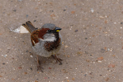 Passer domesticus