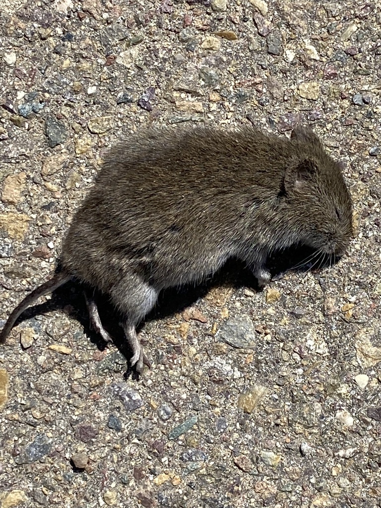 California Vole from Mission Trails Regional Park, San Diego, CA, US on