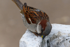 Passer domesticus