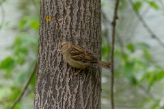 Passer domesticus