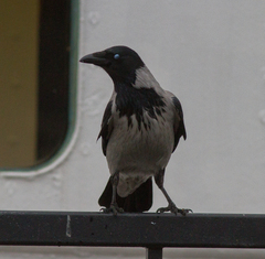 Corvus cornix