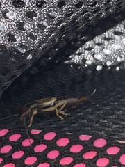 Forficula auricularia