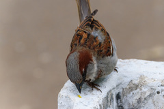 Passer domesticus