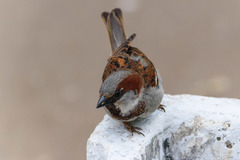 Passer domesticus