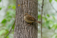 Passer domesticus