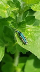 Oedemera nobilis