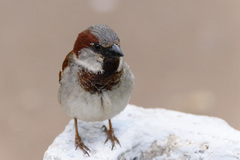 Passer domesticus