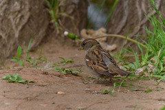Passer domesticus