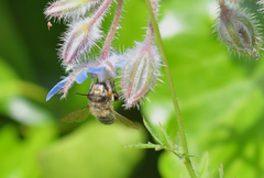 Megachile willughbiella
