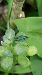 Oedemera nobilis