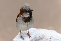 Passer domesticus