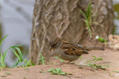 Passer domesticus