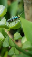 Oedemera nobilis
