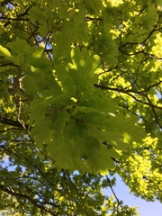 Quercus robur