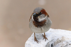 Passer domesticus