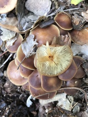 Gymnopus ocior