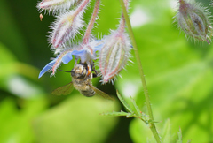 Megachile willughbiella