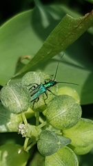 Oedemera nobilis