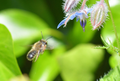 Megachile willughbiella